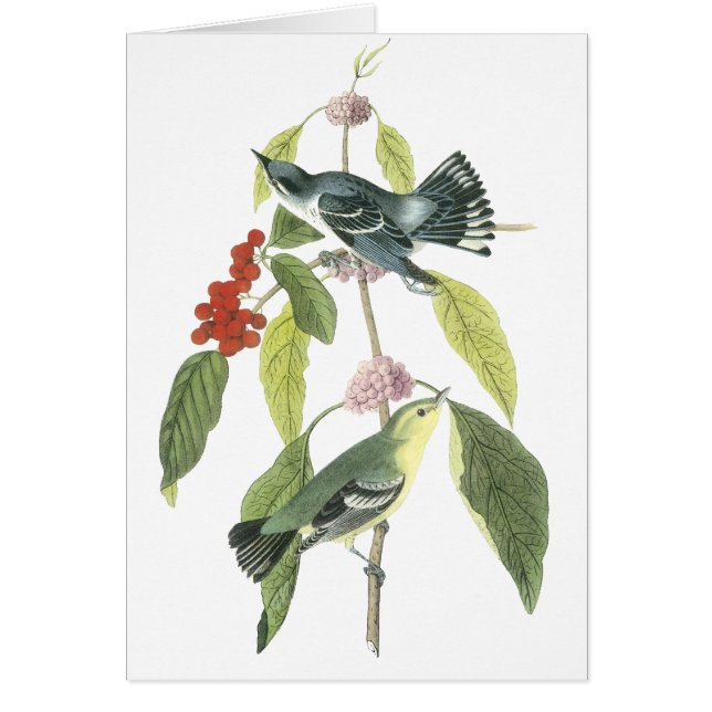 Fauvette Cerulean, John Audubon (Devant)