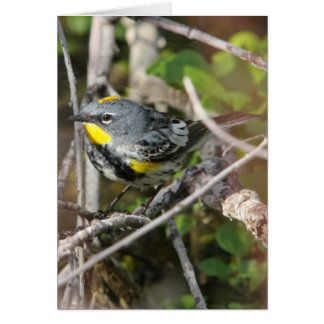 Fauvette Jaune-rumped II