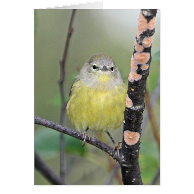 fauvette Orange-couronnée (Devant)