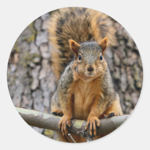 Faux fox squirrel classic round sticker