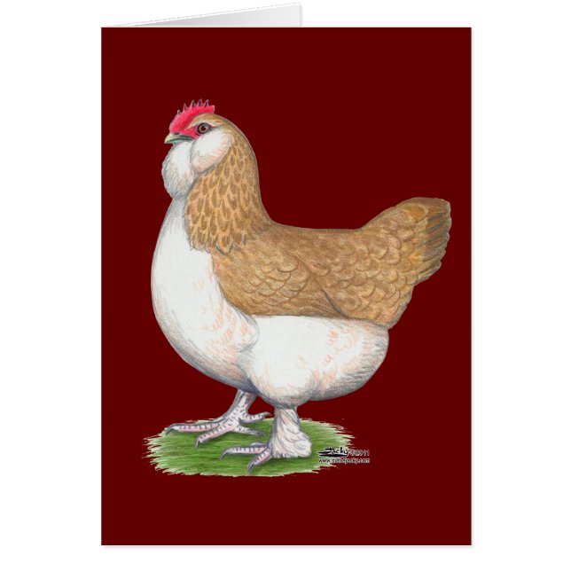 Faverolle Hen (Front)