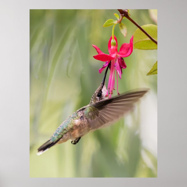 Favourite Fuchsia Hummingbird Poster (Front)