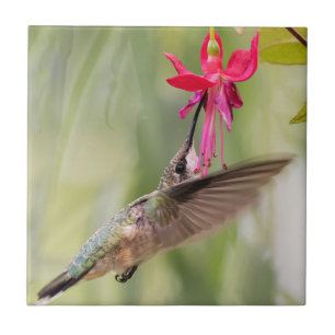 Favourite Fuchsia Hummingbird Tile