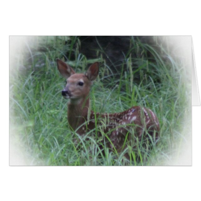 Fawn (Front Horizontal)