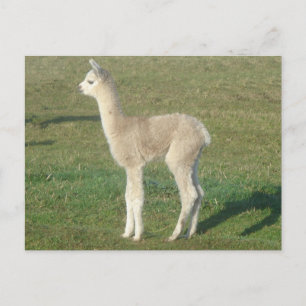 Fawn alpaca cria postcard