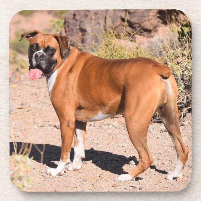 Fawn and White Boxer Puppy Dog Coaster (Front)