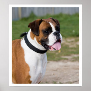 Fawn and White Boxer Standing Poster