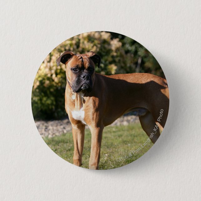 Fawn Boxer Dog Standing 2 Inch Round Button (Front)