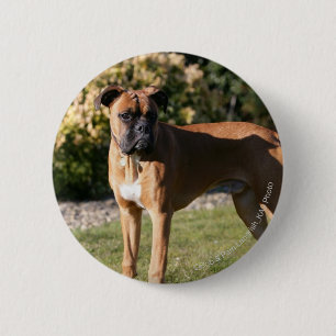 Fawn Boxer Dog Standing 2 Inch Round Button