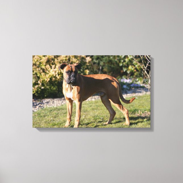 Fawn Boxer Dog Standing Canvas Print (Front)