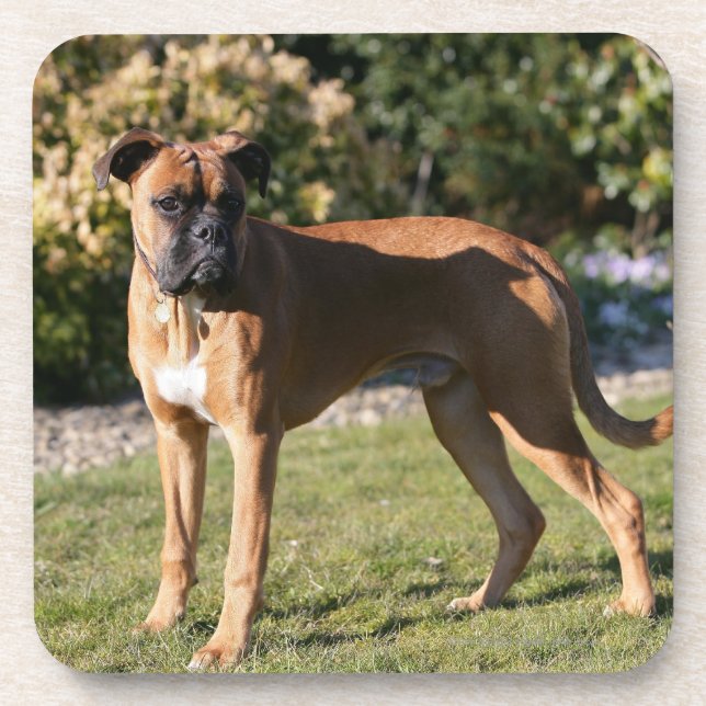 Fawn Boxer Dog Standing Coaster (Front)
