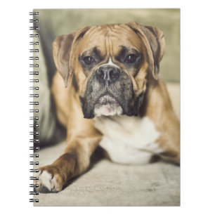 Fawn Boxer Pup Notebook