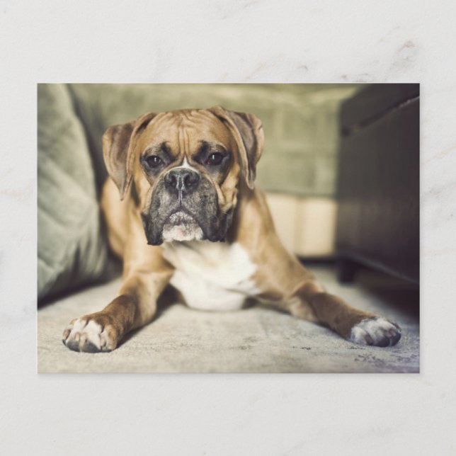 Fawn Boxer Pup Postcard (Front)