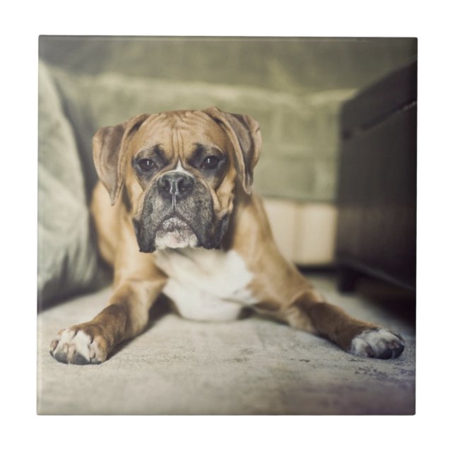Fawn Boxer Pup Tile (Front)