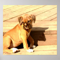 Fawn boxer puppy sitting