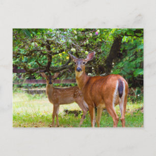 Fawn Deer en été carte postale