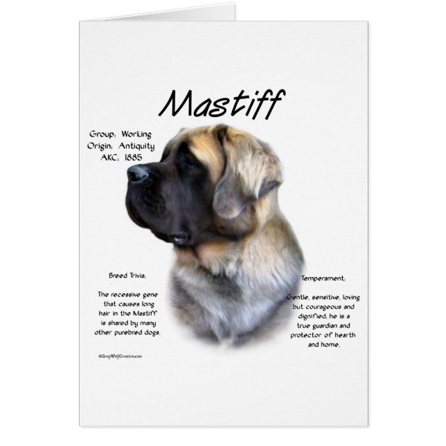 Fawn Fluffy Mastiff History  (Front)