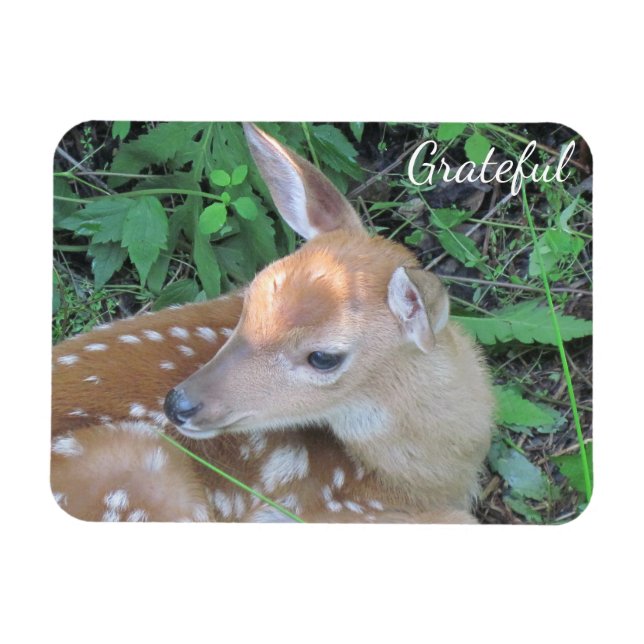 Fawn Gratitude Magnet (Horizontal)