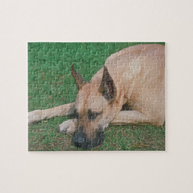 Fawn Great Dane Dog Puzzle (Horizontal)