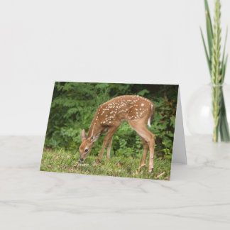 Fawn Greeting Card No 1