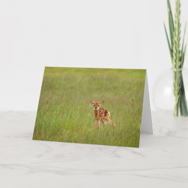 Fawn Greeting Card No. 4 (Front)