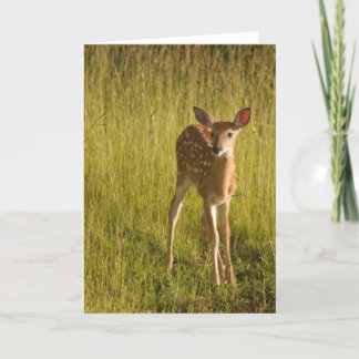 Fawn Greeting Card No. 5
