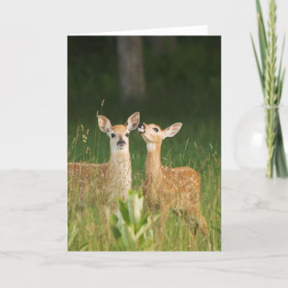 Fawn Greeting Card No. 6