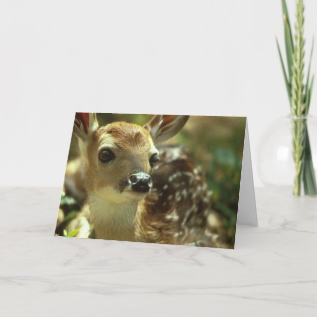 Fawn Greeting Cards (Front)