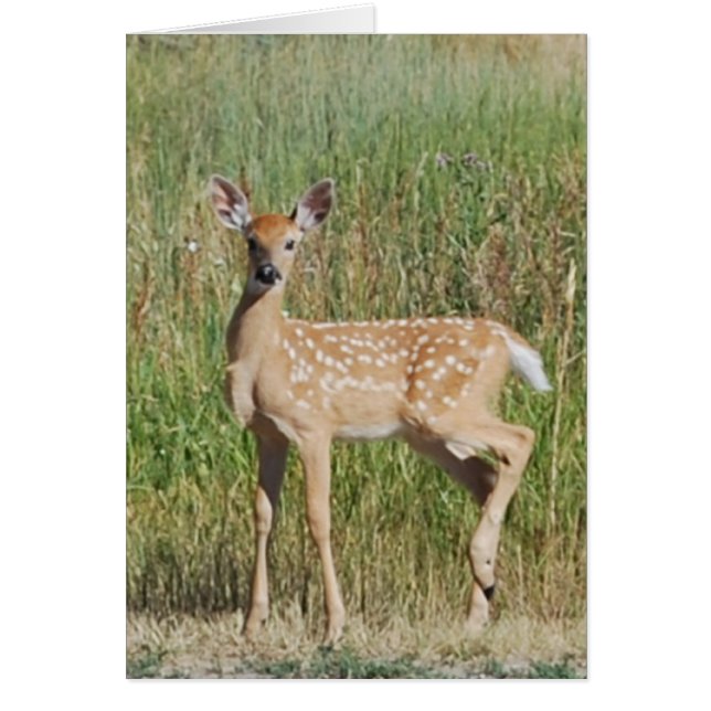 Fawn in Bozeman, Montana (Front)