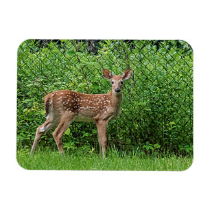 Fawn in front of a fence magnet