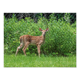 Fawn in front of a fence photo print