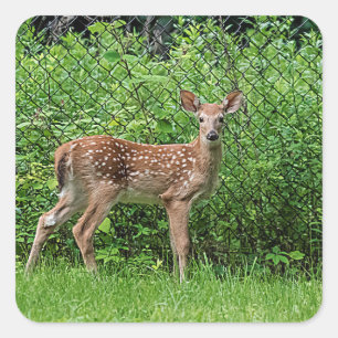 Fawn in front of a fence square sticker
