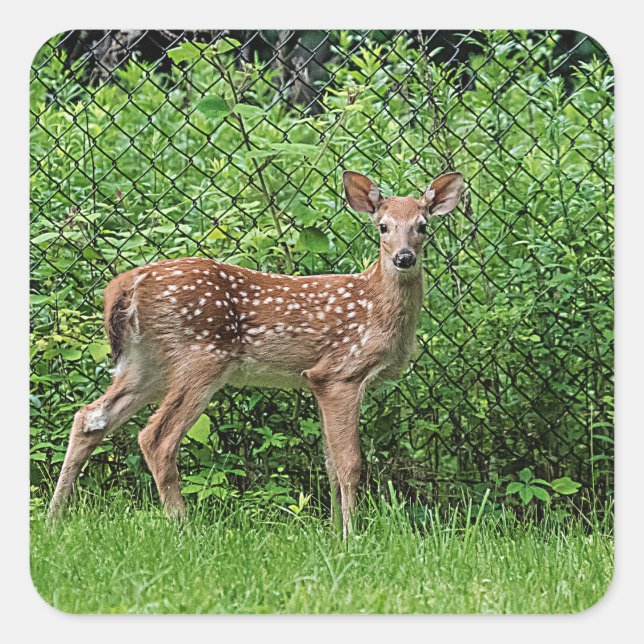Fawn in front of a fence square sticker (Front)