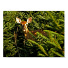 Fawn in Pine Trees Poster