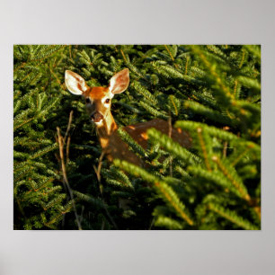 Fawn in Pine Trees Poster