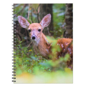 Fawn in the Woods - Peek-a-boo - Carnet