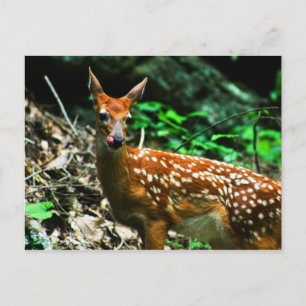 Fawn licking mouth postcard