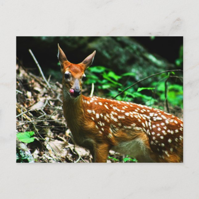 Fawn licking mouth postcard (Front)