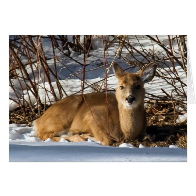 Fawn lying on grass (Front Horizontal)