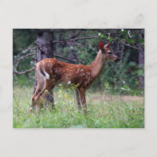 Fawn Post Card
