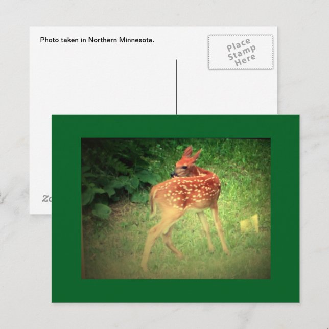 Fawn Postcard (Front/Back)