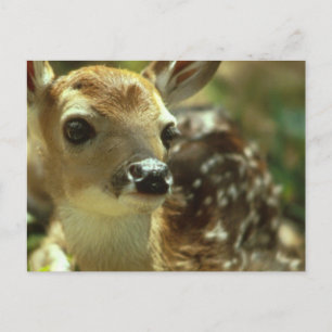 Fawn Postcard