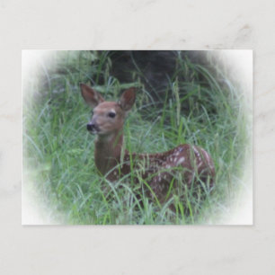 Fawn Postcard