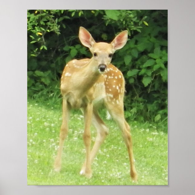 Fawn Poster (Front)