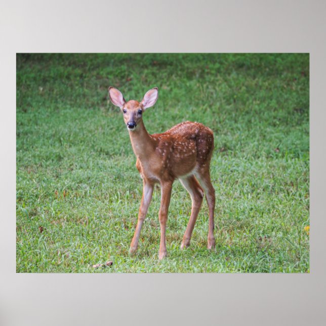 Fawn Poster (Front)