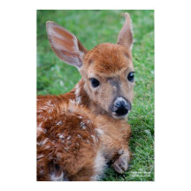 Fawn