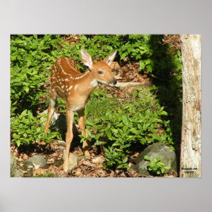 Fawn Poster