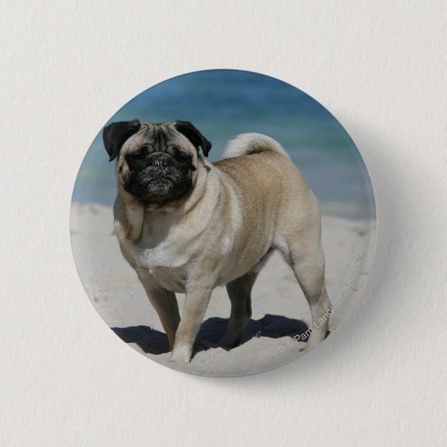 Fawn Pug at the Beach 2 Inch Round Button (Front)