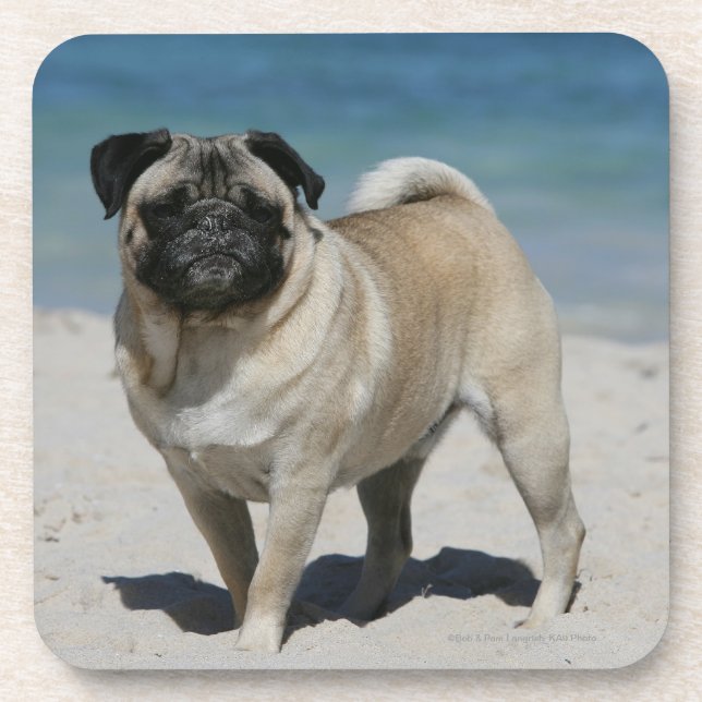 Fawn Pug at the Beach Coaster (Front)