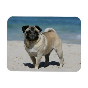 Fawn Pug at the Beach Magnet